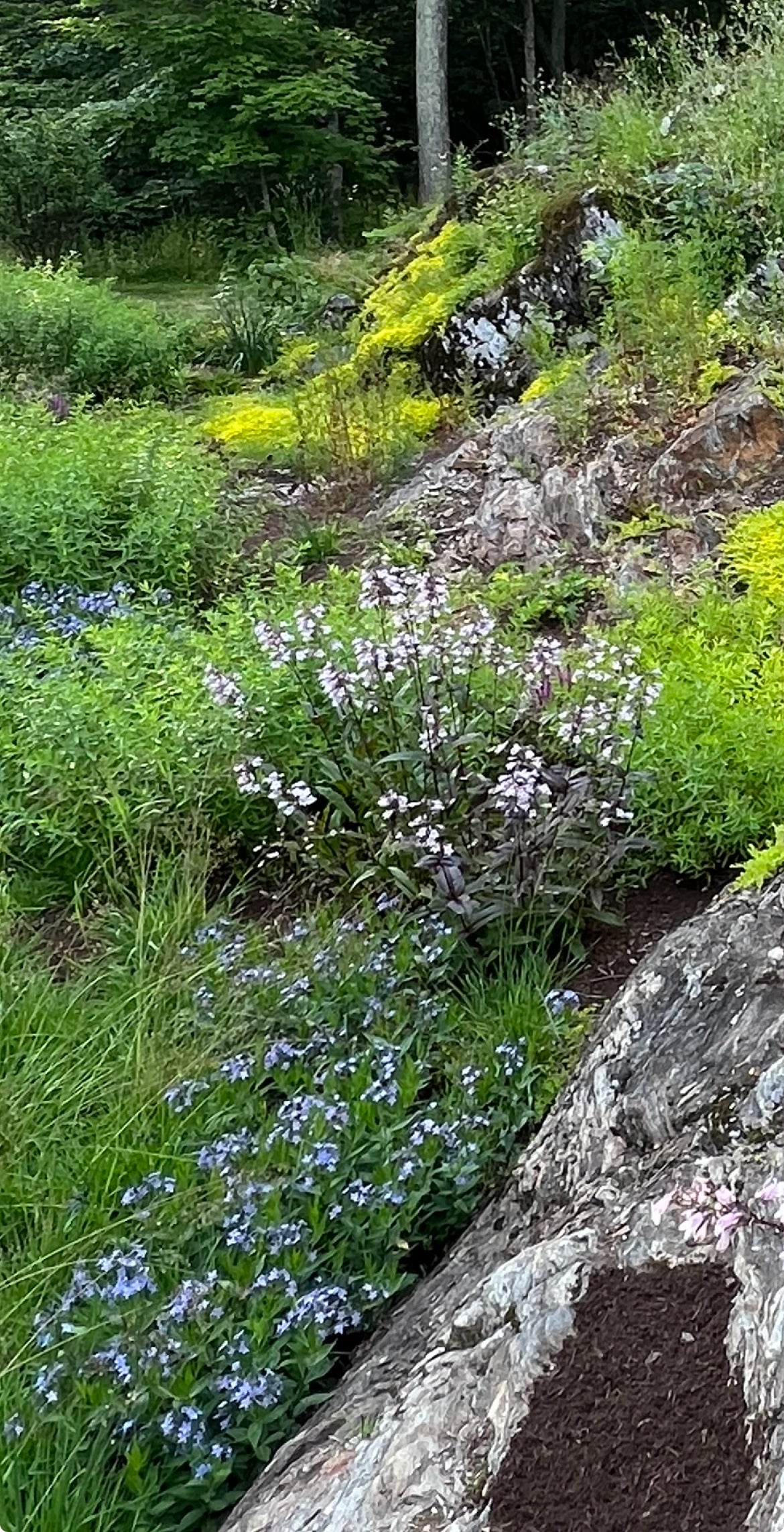Amsonia tabernaemontana 'Blue Ice'