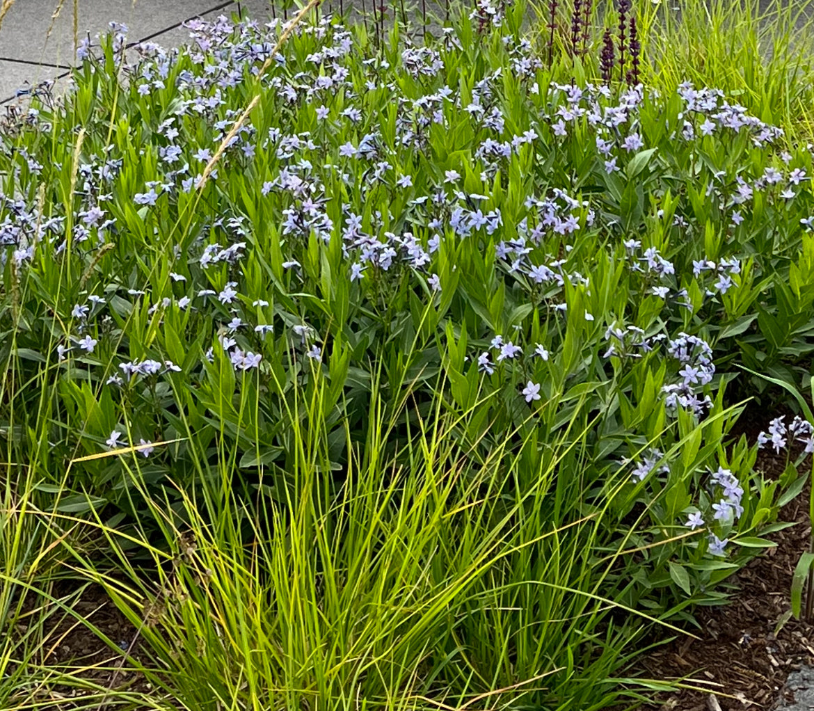 Amsonia tabernaemontana 'Blue Ice'