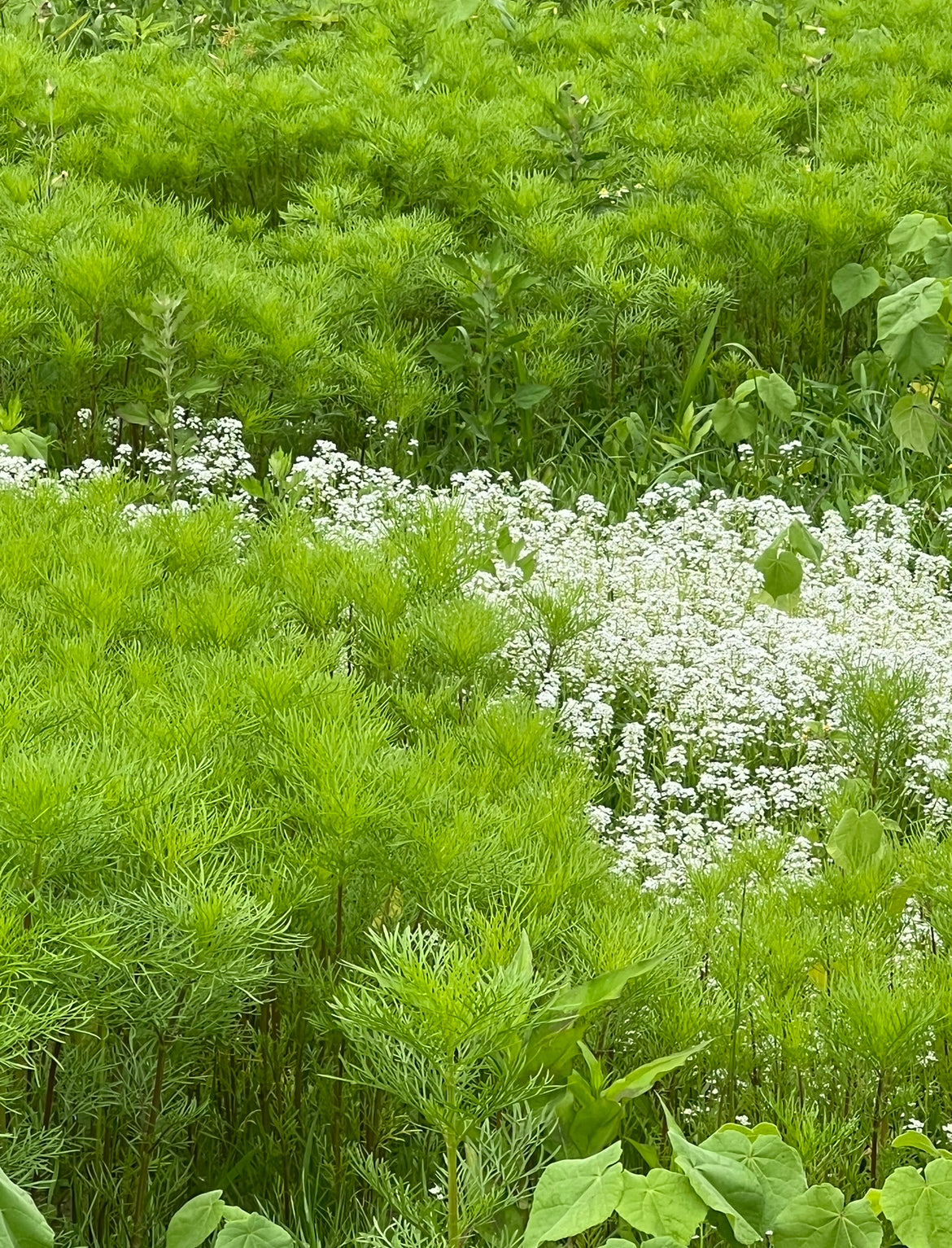 Alyssum ‘Carpet of Snow’