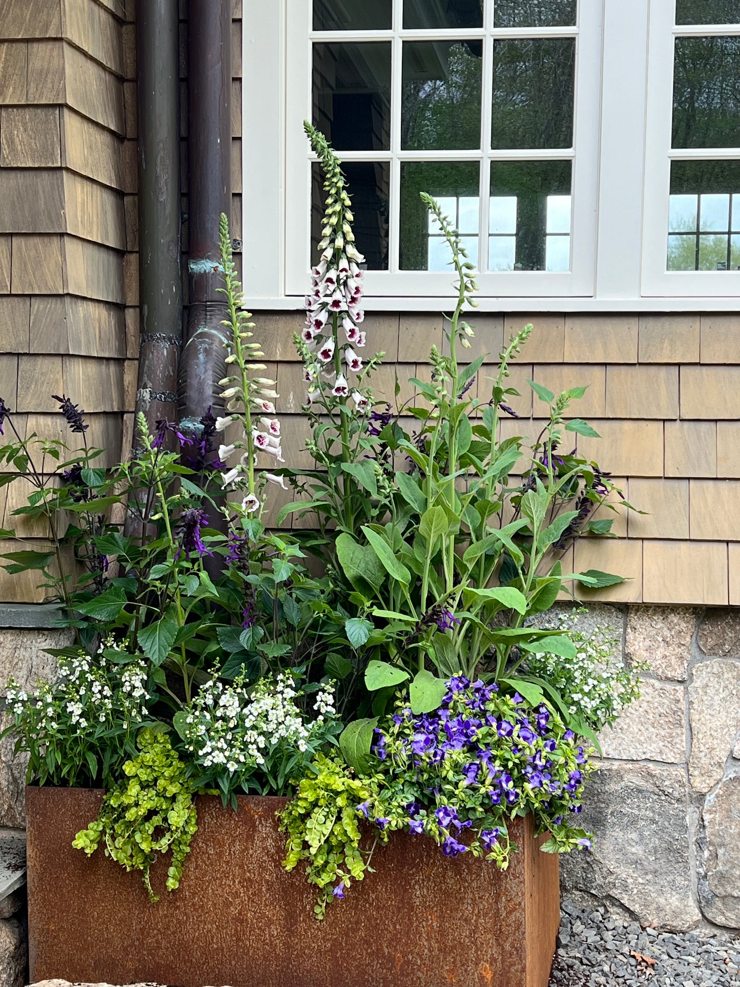 Digitalis Pam’s Choice