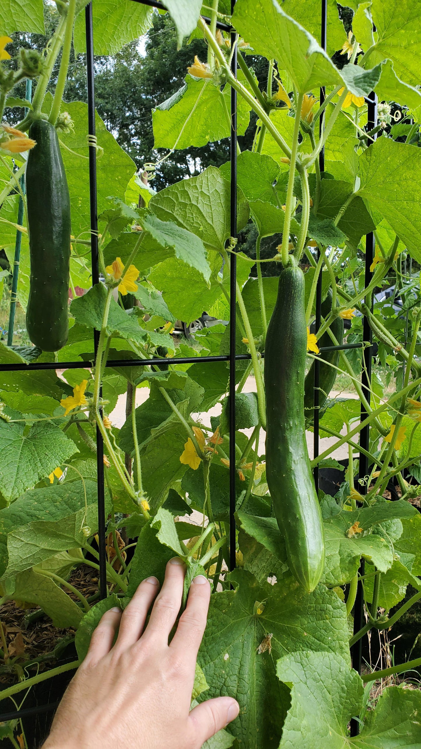 Cucumber 'Aonaga Jibal'