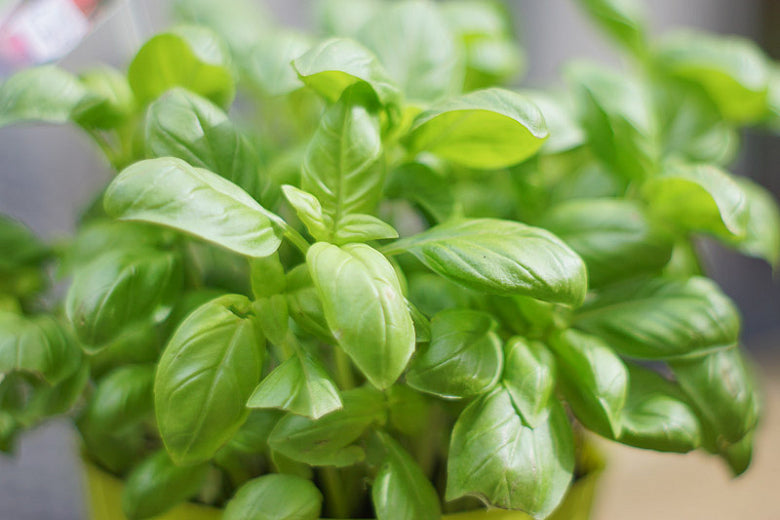 Basil Ocimum