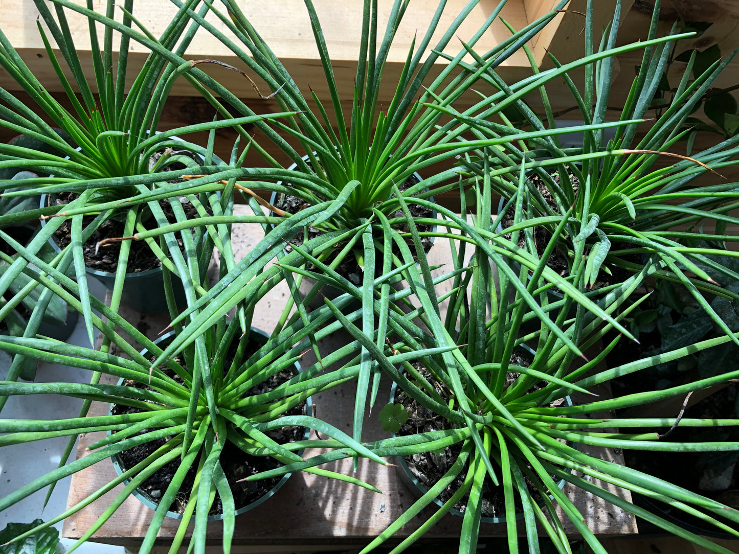 Agave geminiflora (Twin-flowered Agave)