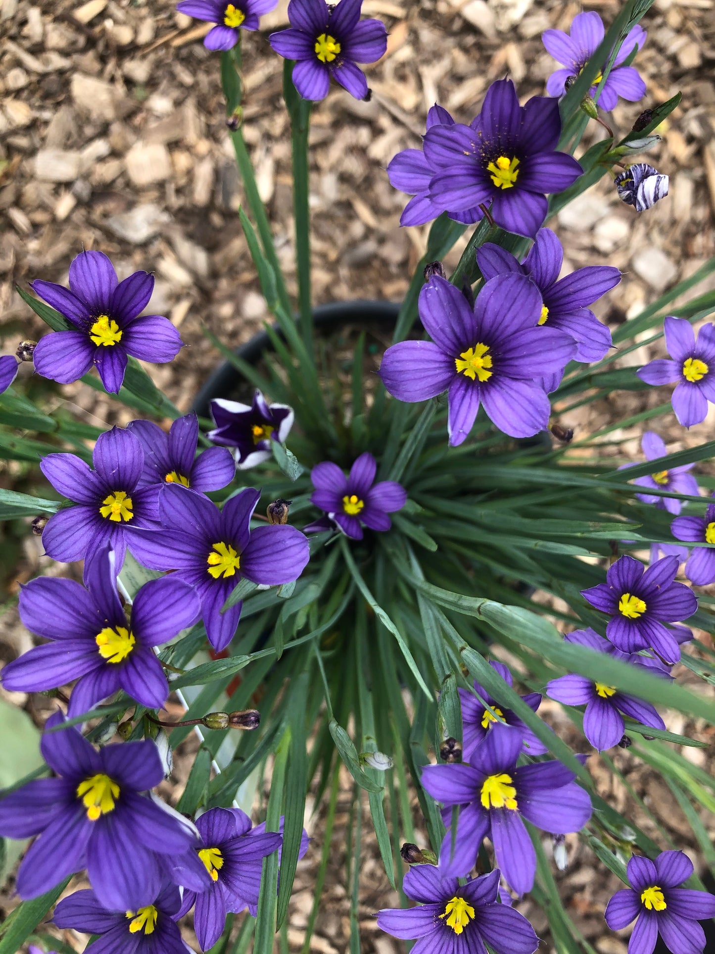 Blue Eyed Grass 'Lucerne'