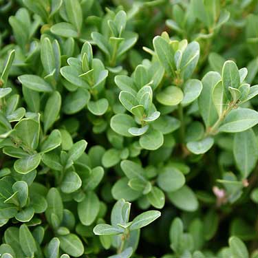 Buxus 'Green Velvet'