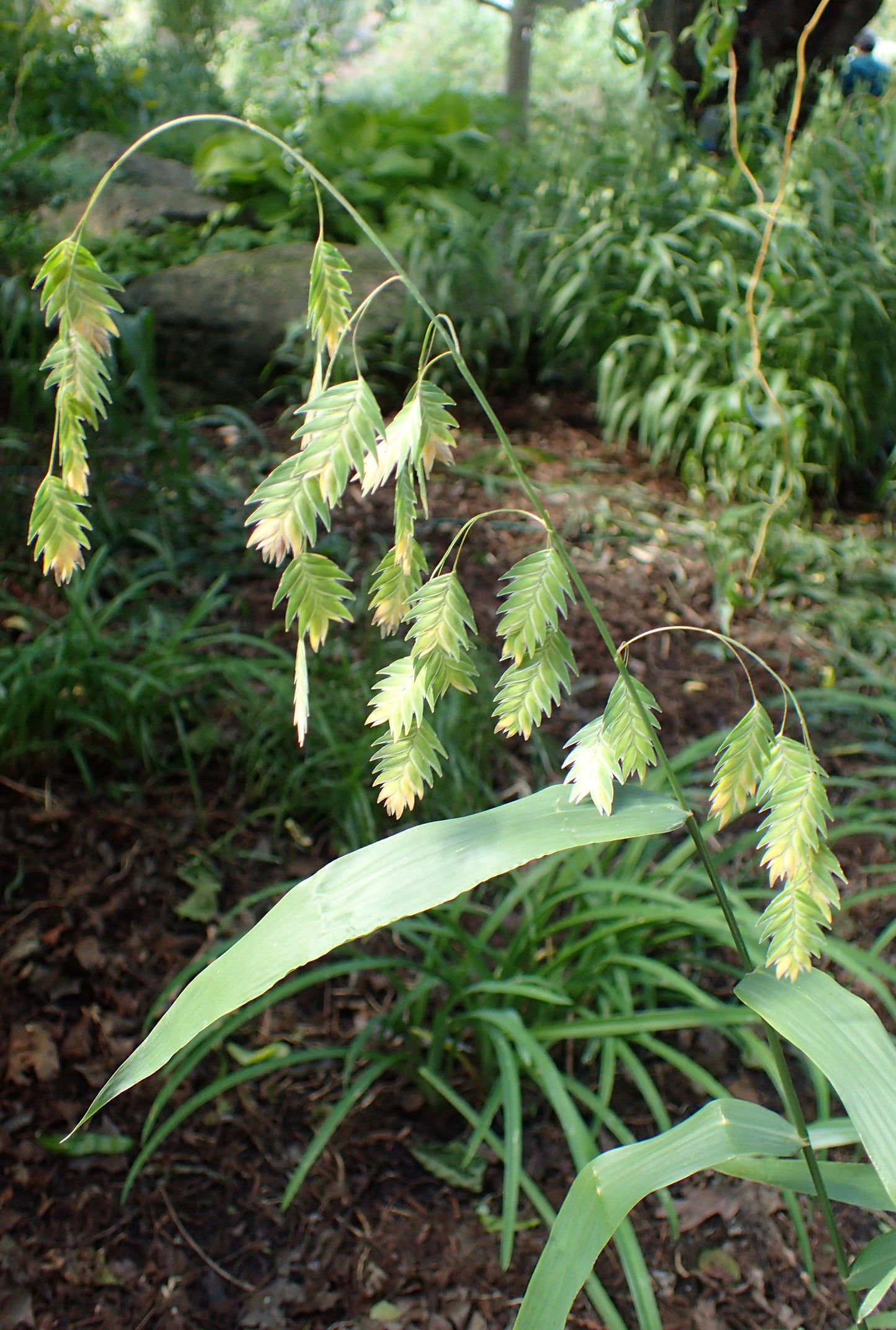 Chasmanthium latifolium 'Indian woodoats"