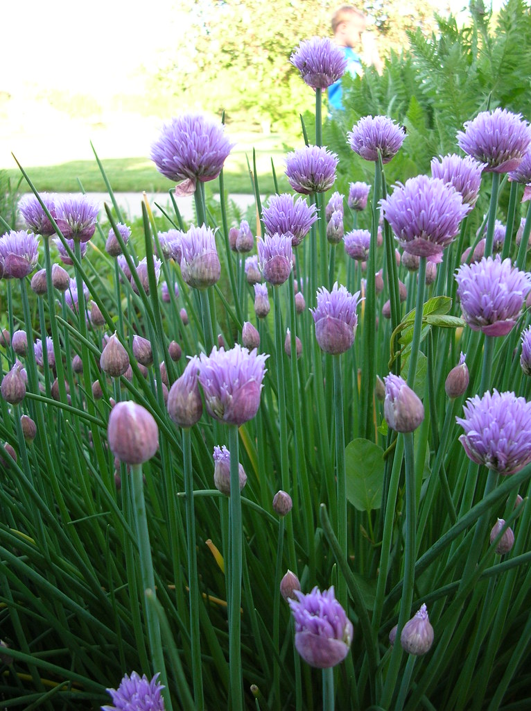 Chives