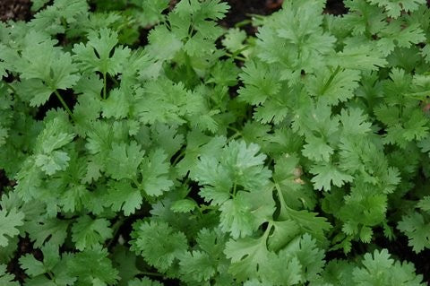 Cilantro