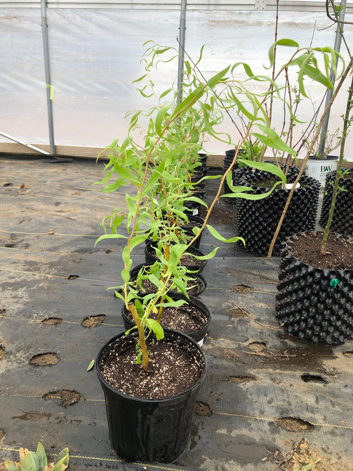 Salix matsudana 'Tortuosa'