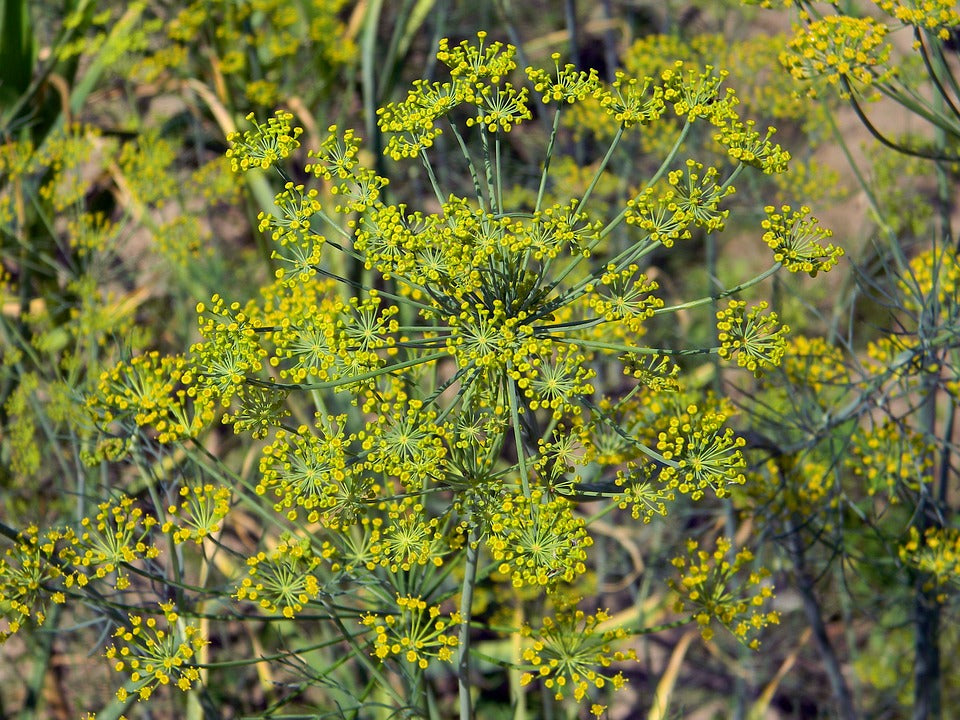 Dill 'Bouquet'