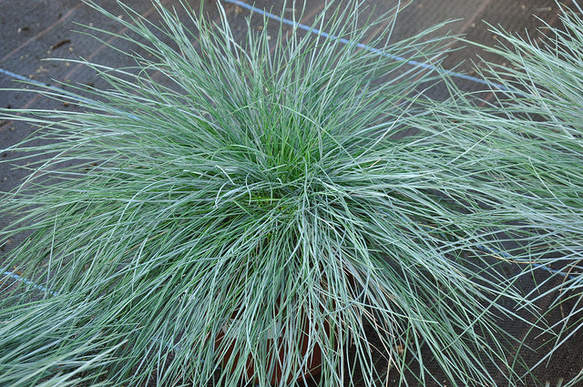 Festuca glauca 'Beyond Blue'