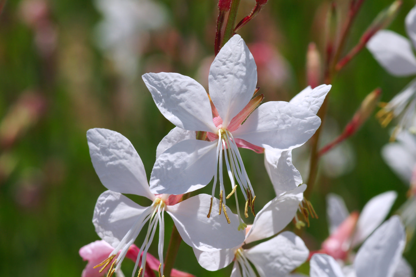 Gaura lindeheimeri 'Sparkle White'