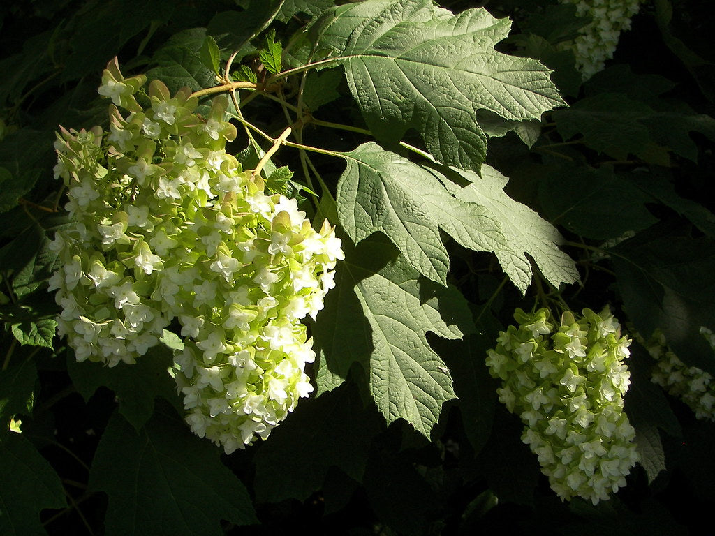 Hydrangea quercifolia 'Snowflake'