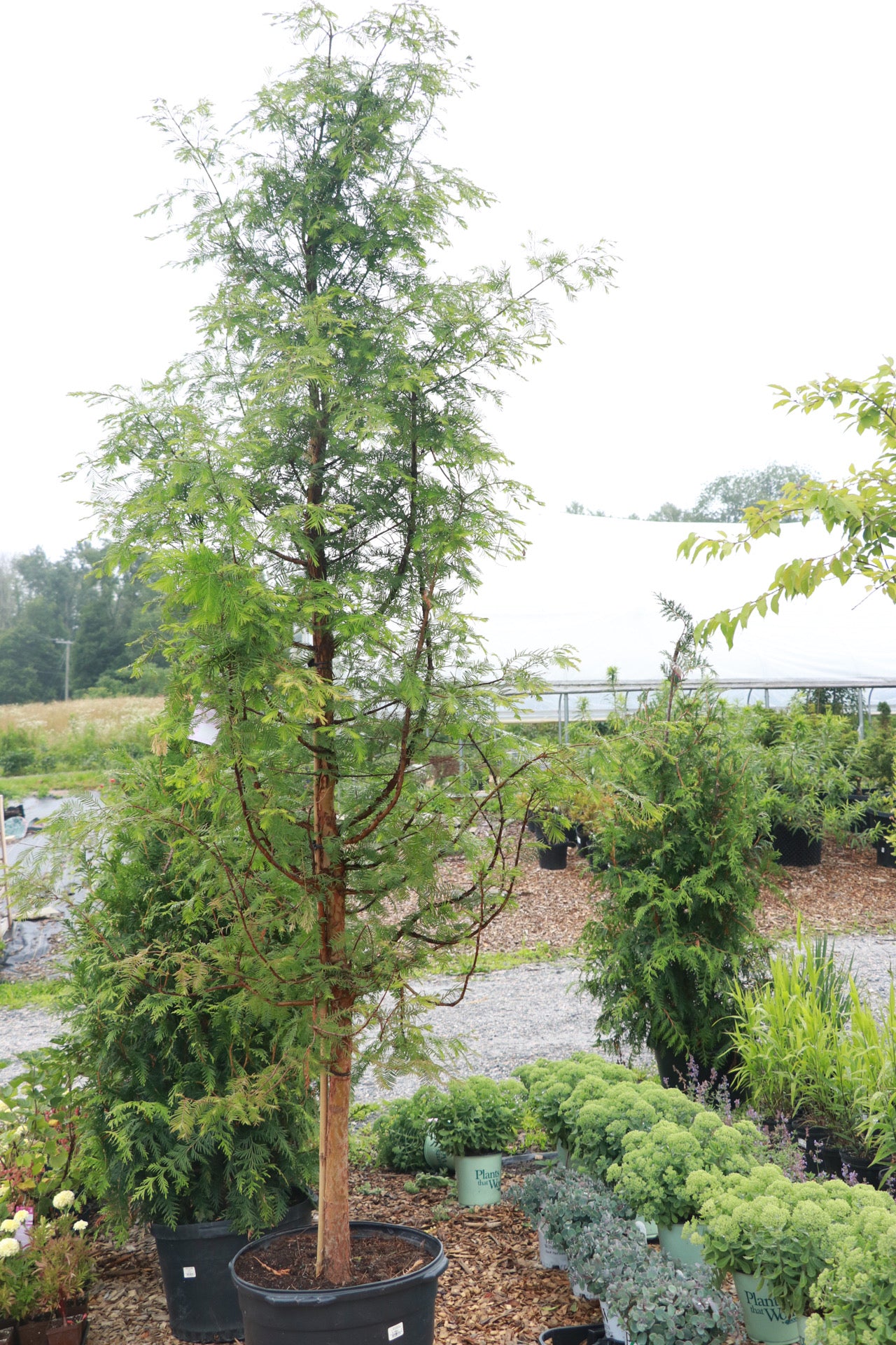 Metasequoia glyptostroboides 'dawn redwood'