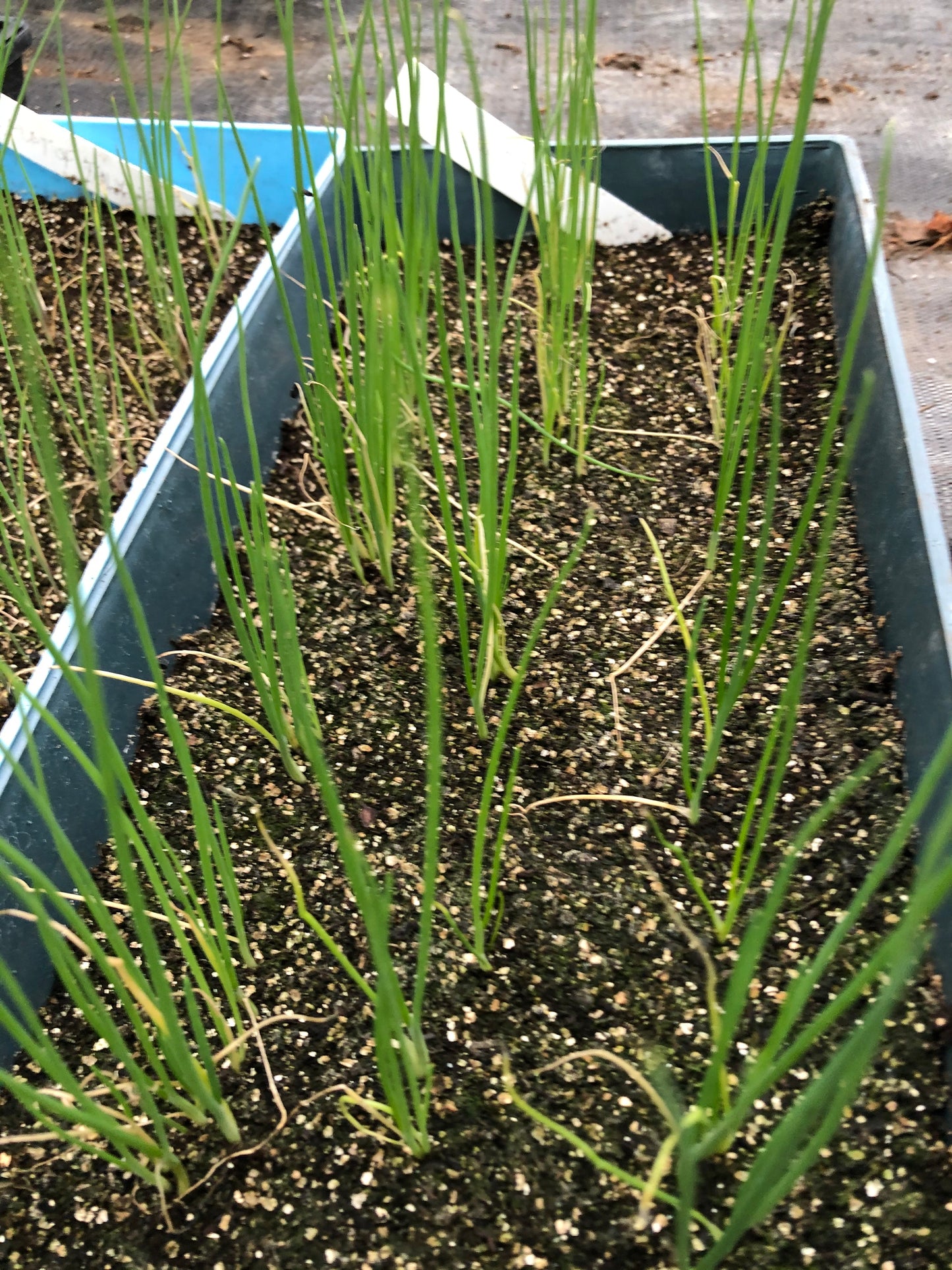 Onion 'Yellow of Parma'