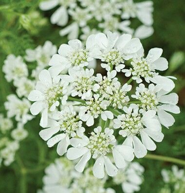 Orlaya 'White Finch'