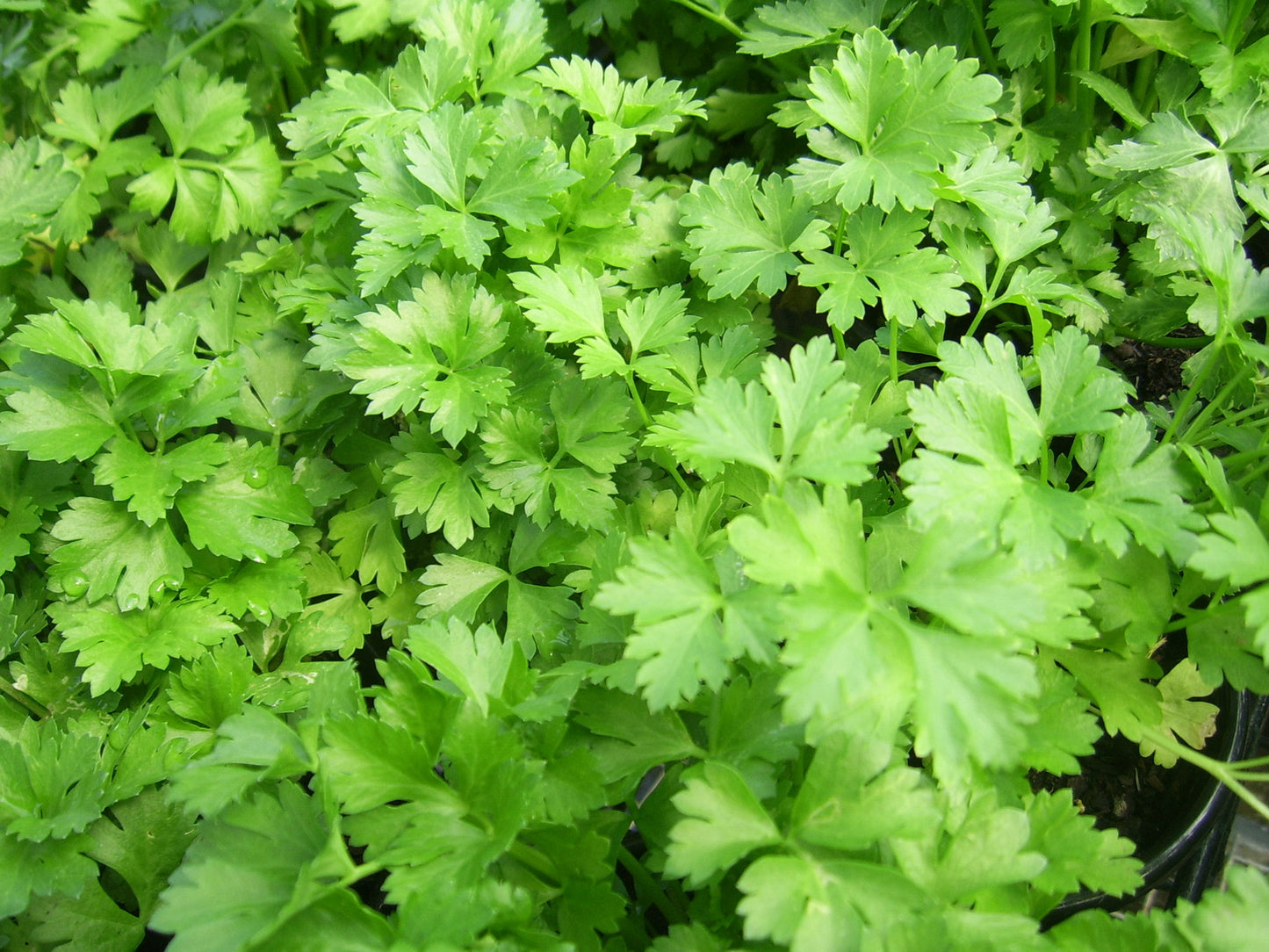 Parsley 'Italian Large Flat Leaf'