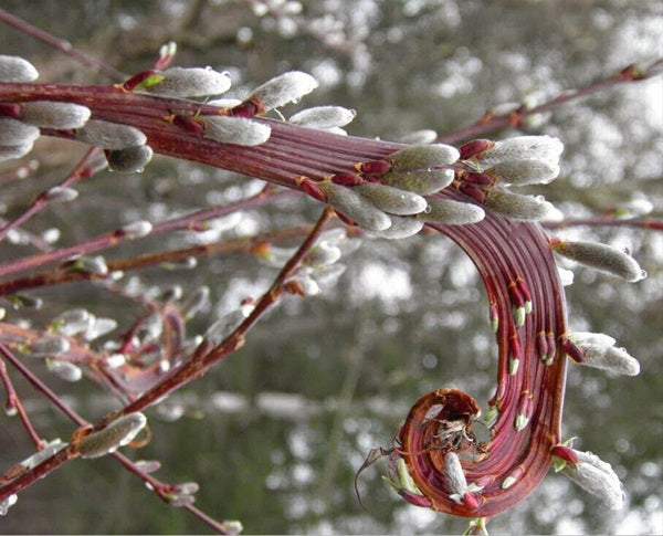 Salix sachalinensis 'Sekka'