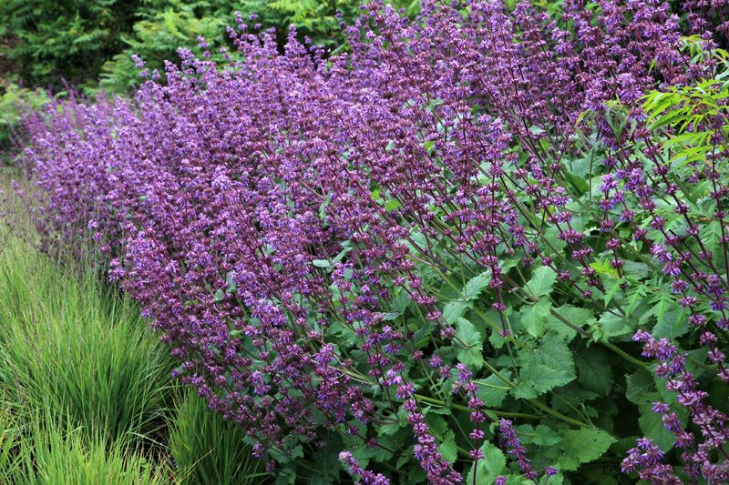 Salvia verticillata 'Purple Rain'