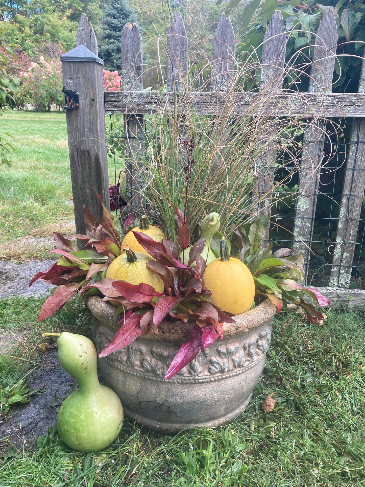 Penstemon ‘Husker Red’