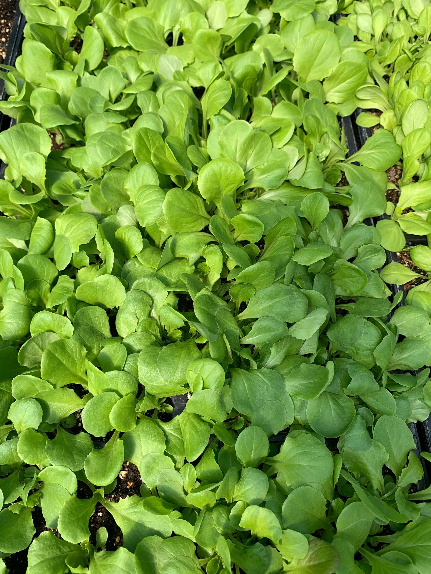 Lettuce 'Buttercrunch'