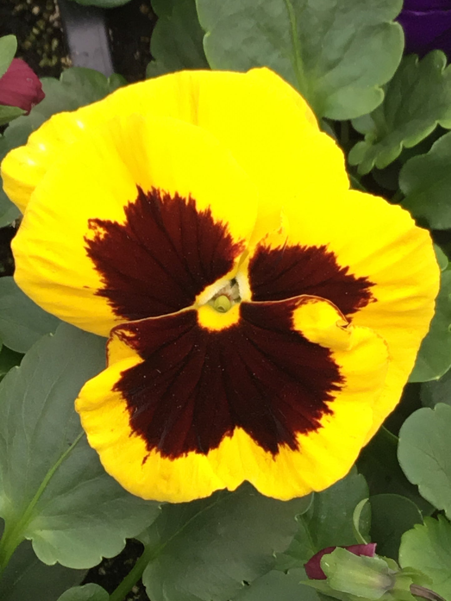 Pansy Delta Mix