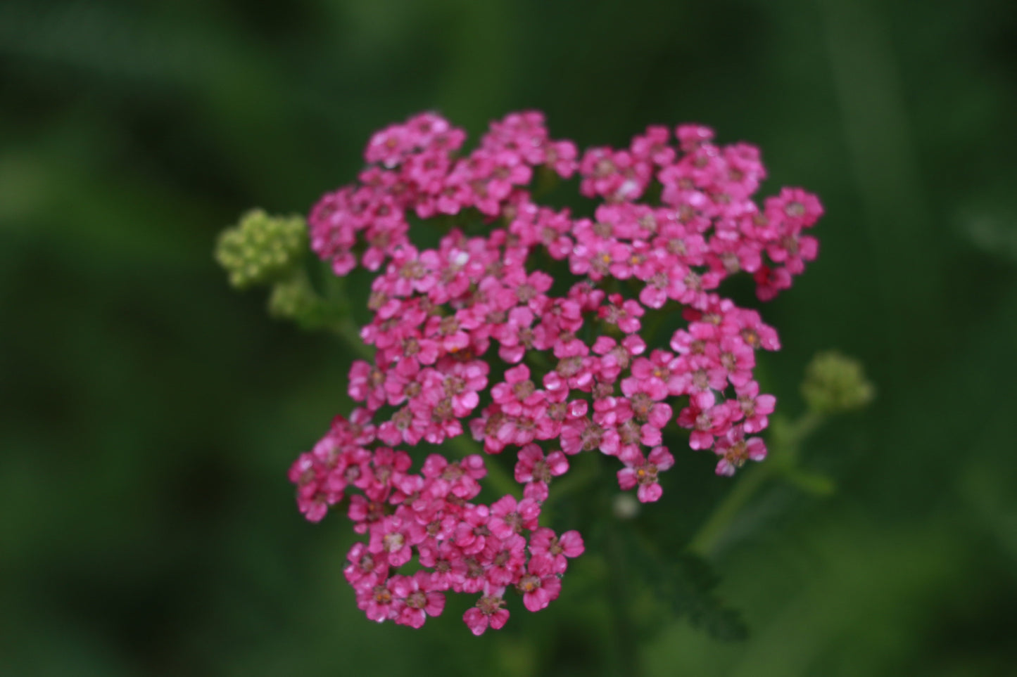 Achillea
