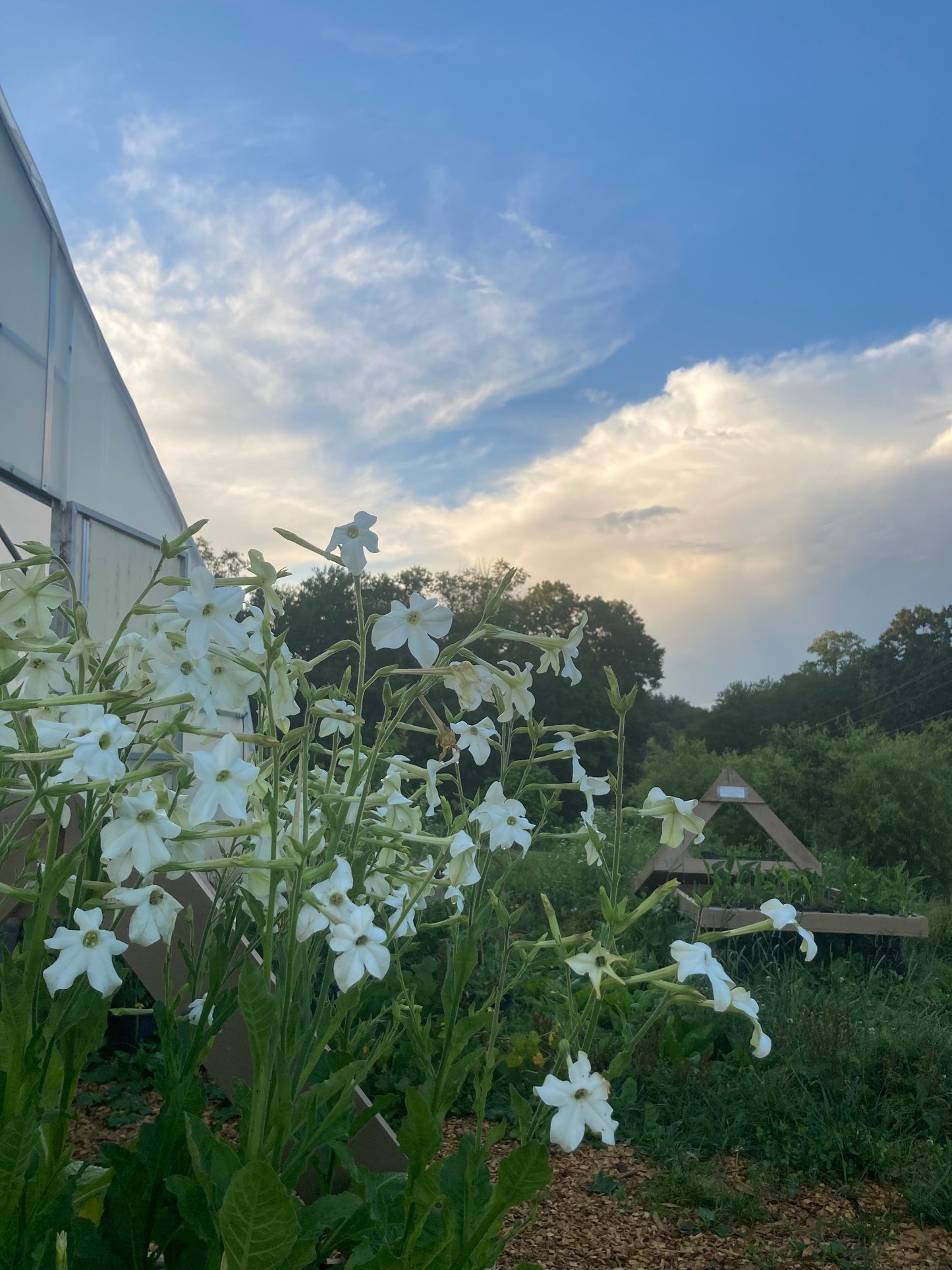 Nicotiana Alata ‘Grandiflora’