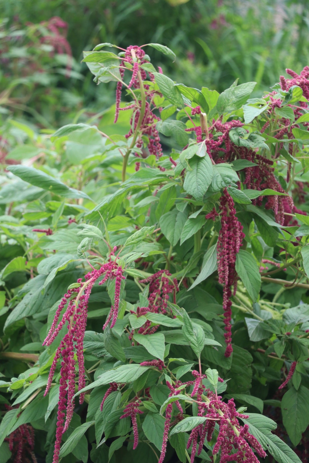 Amaranthus 'Love-Lies-Bleeding'