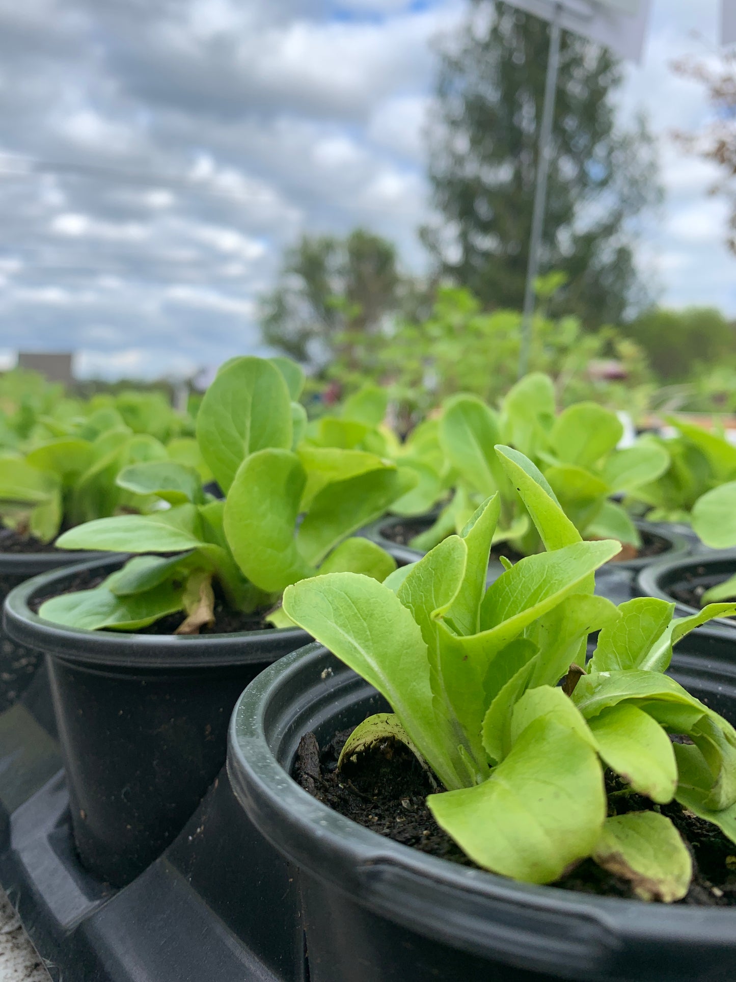 Butterhead lettuce