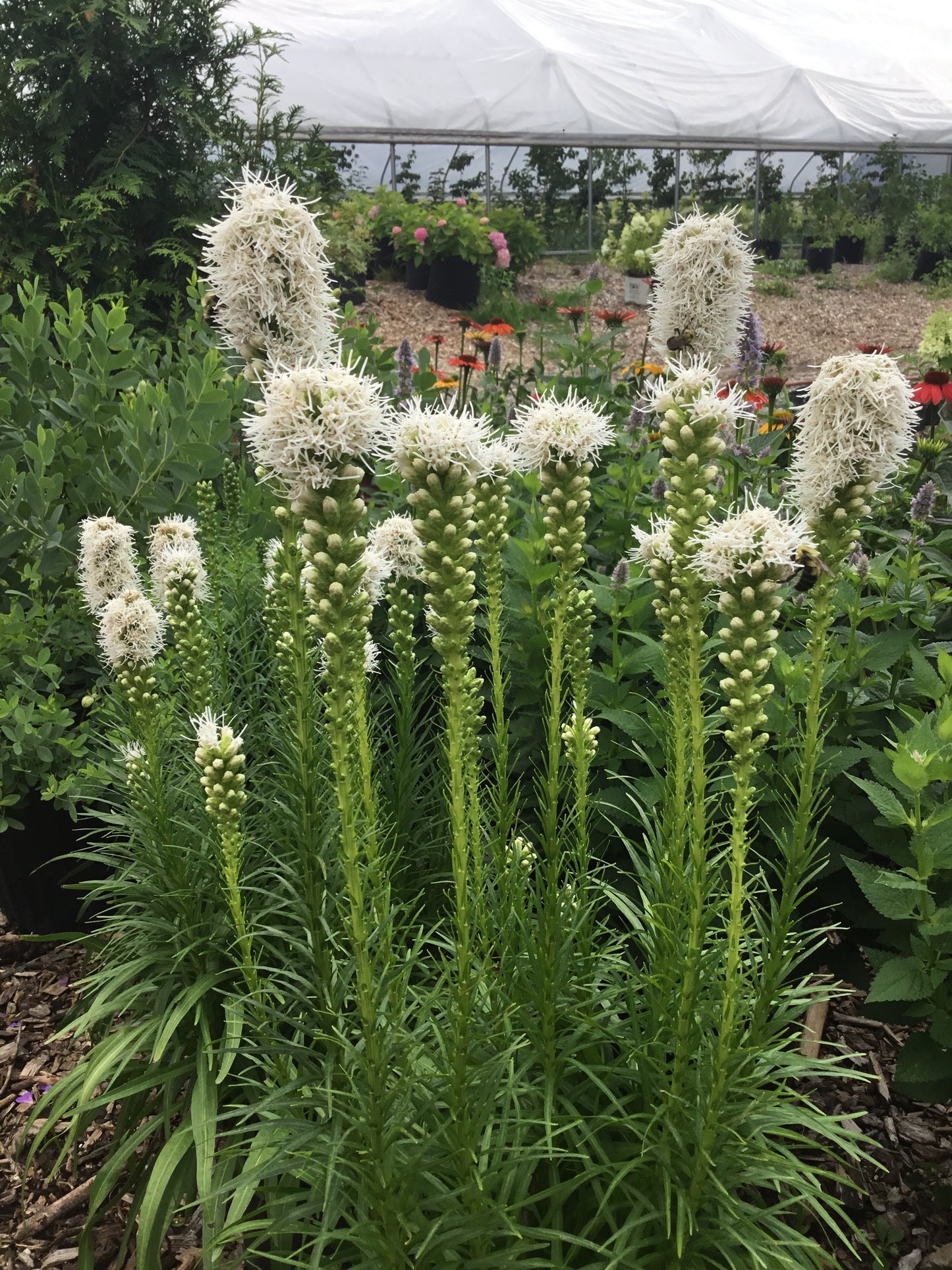 Liatris spicata Alba 'White Blazing Star'