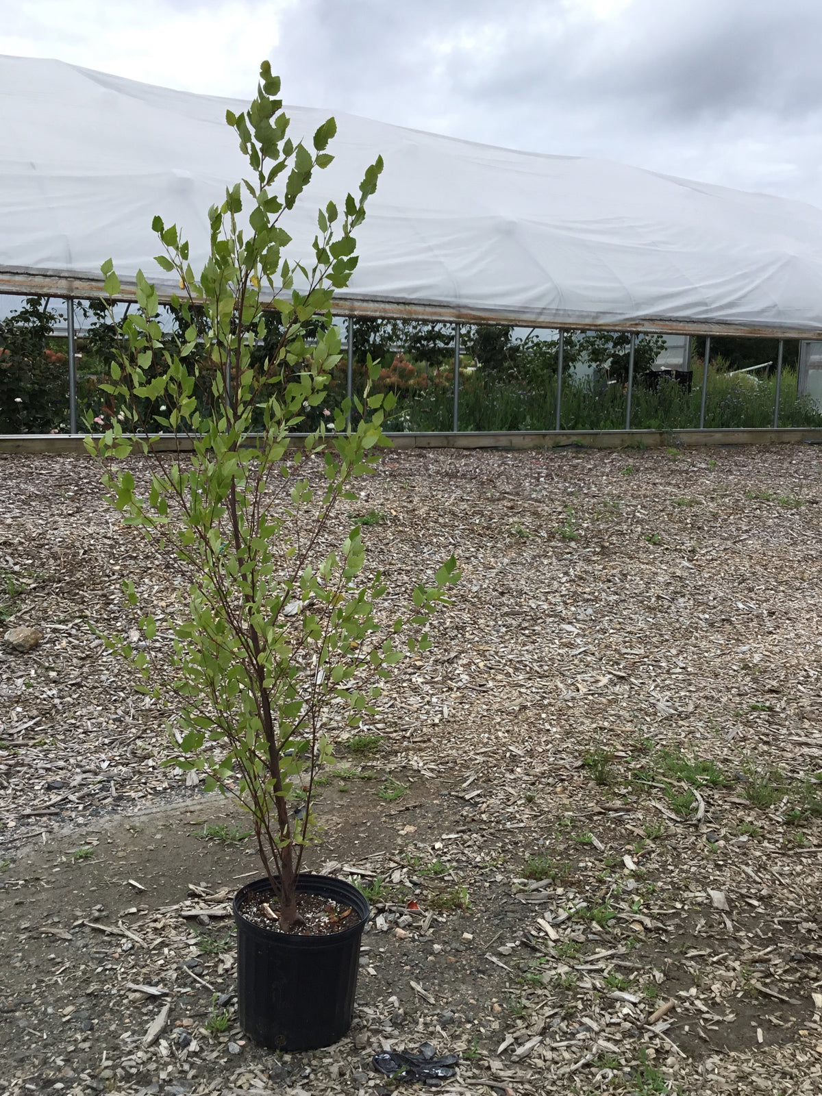 Betula nigra - River Birch