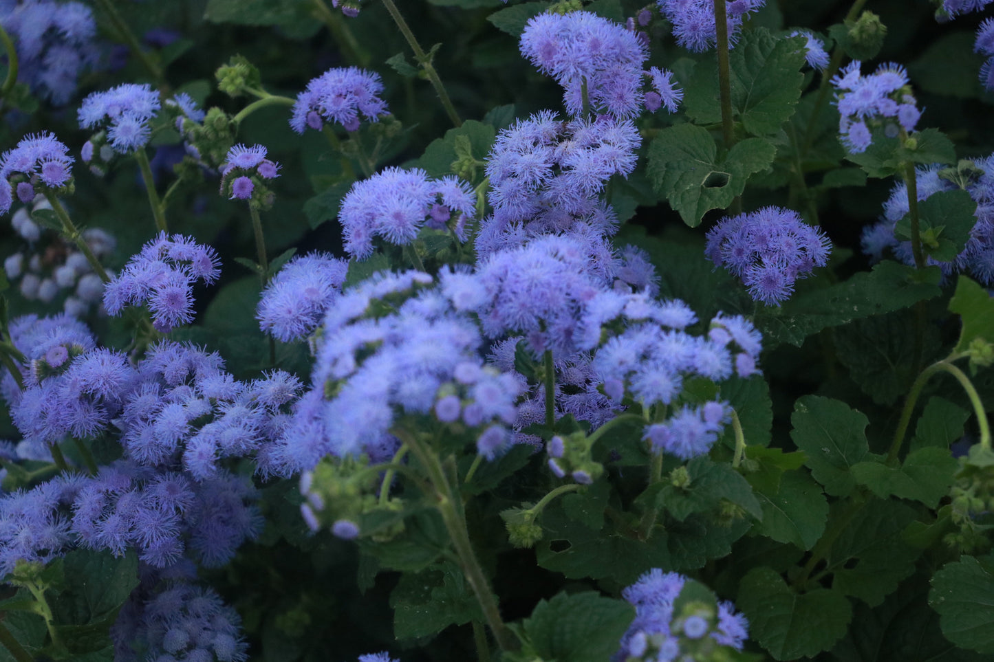 Ageratum 'Blue Horizon'