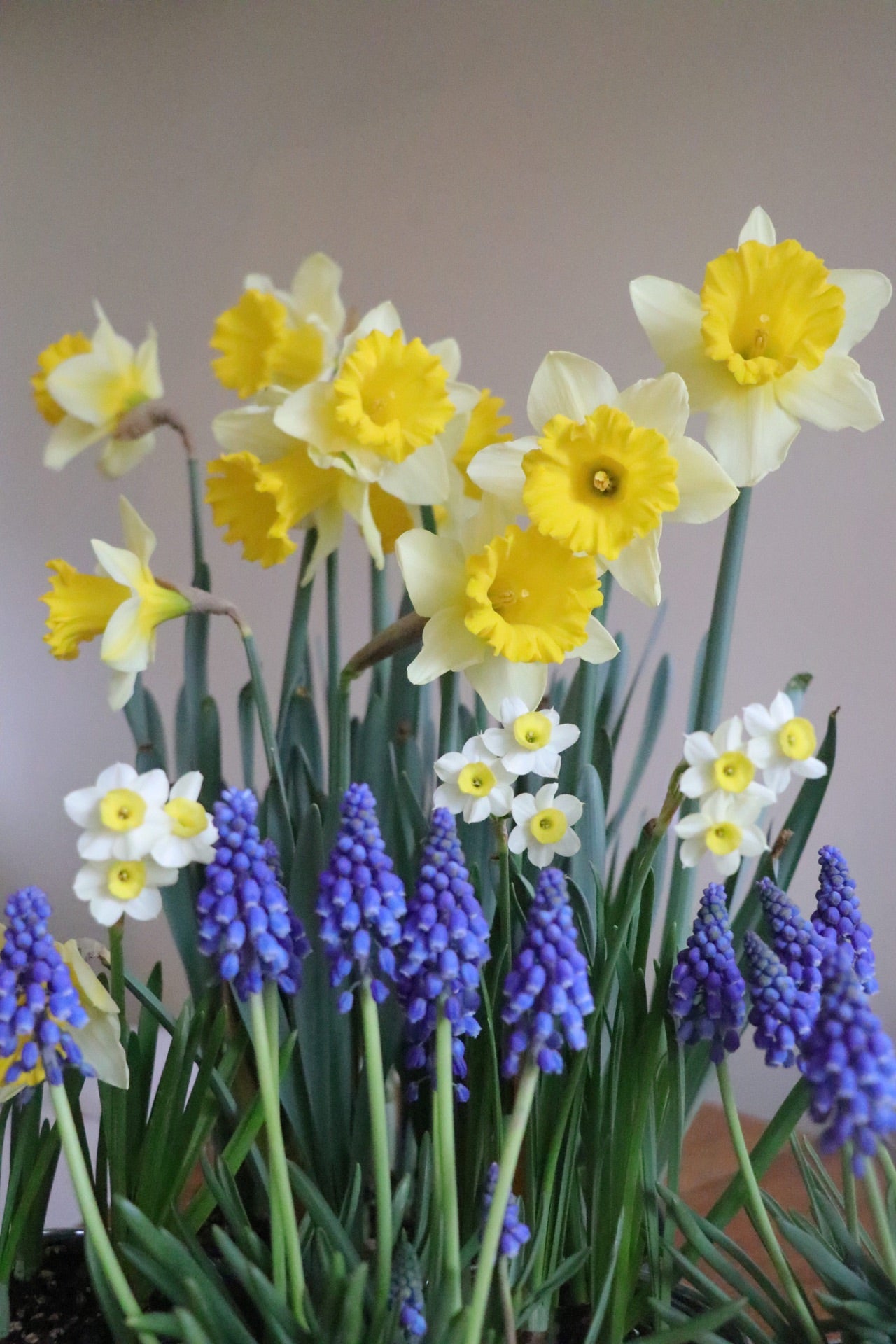 Muscari armeniacum 'grape hyacinth'