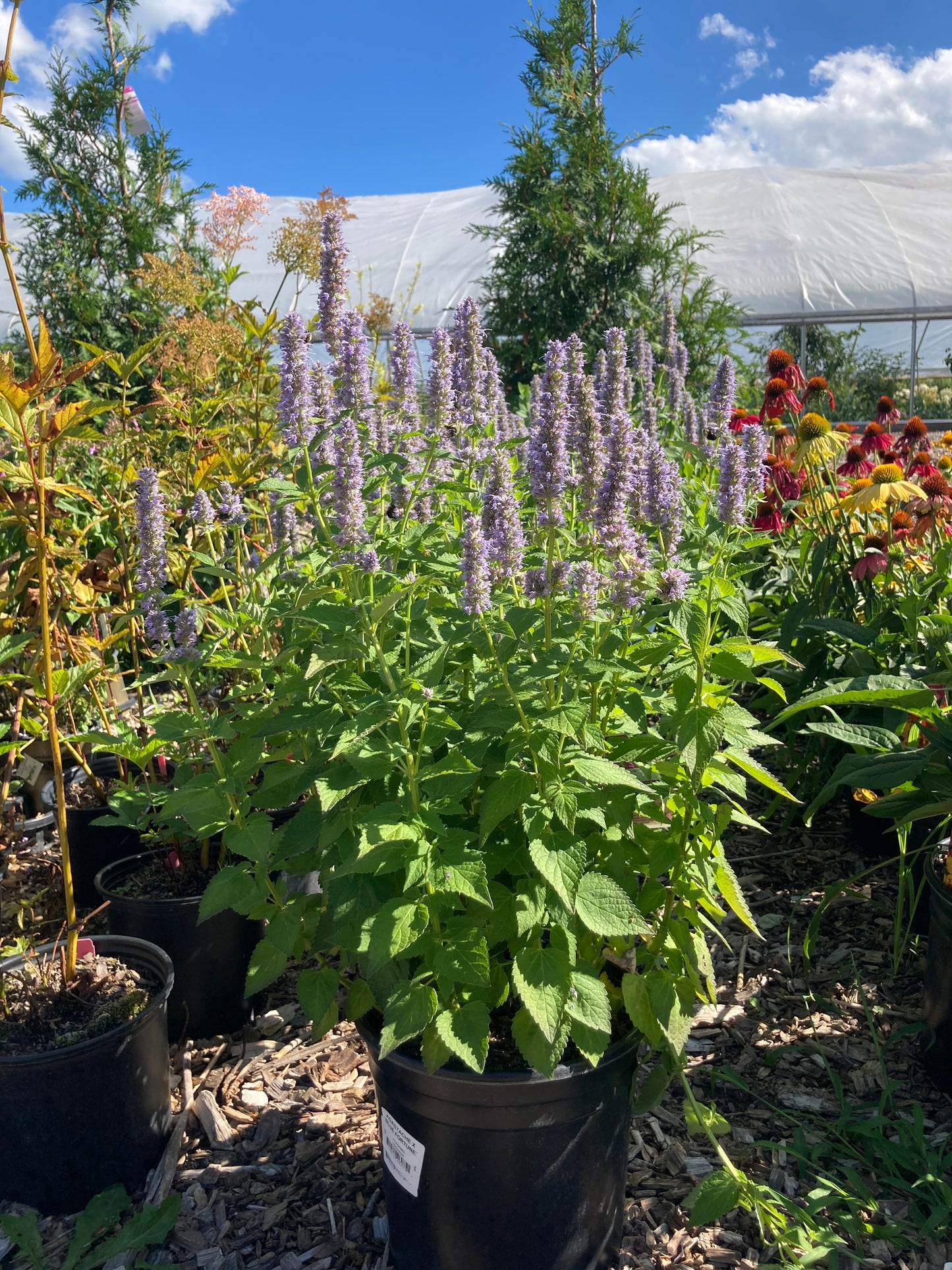 Agastache ‘Blue Fortune’