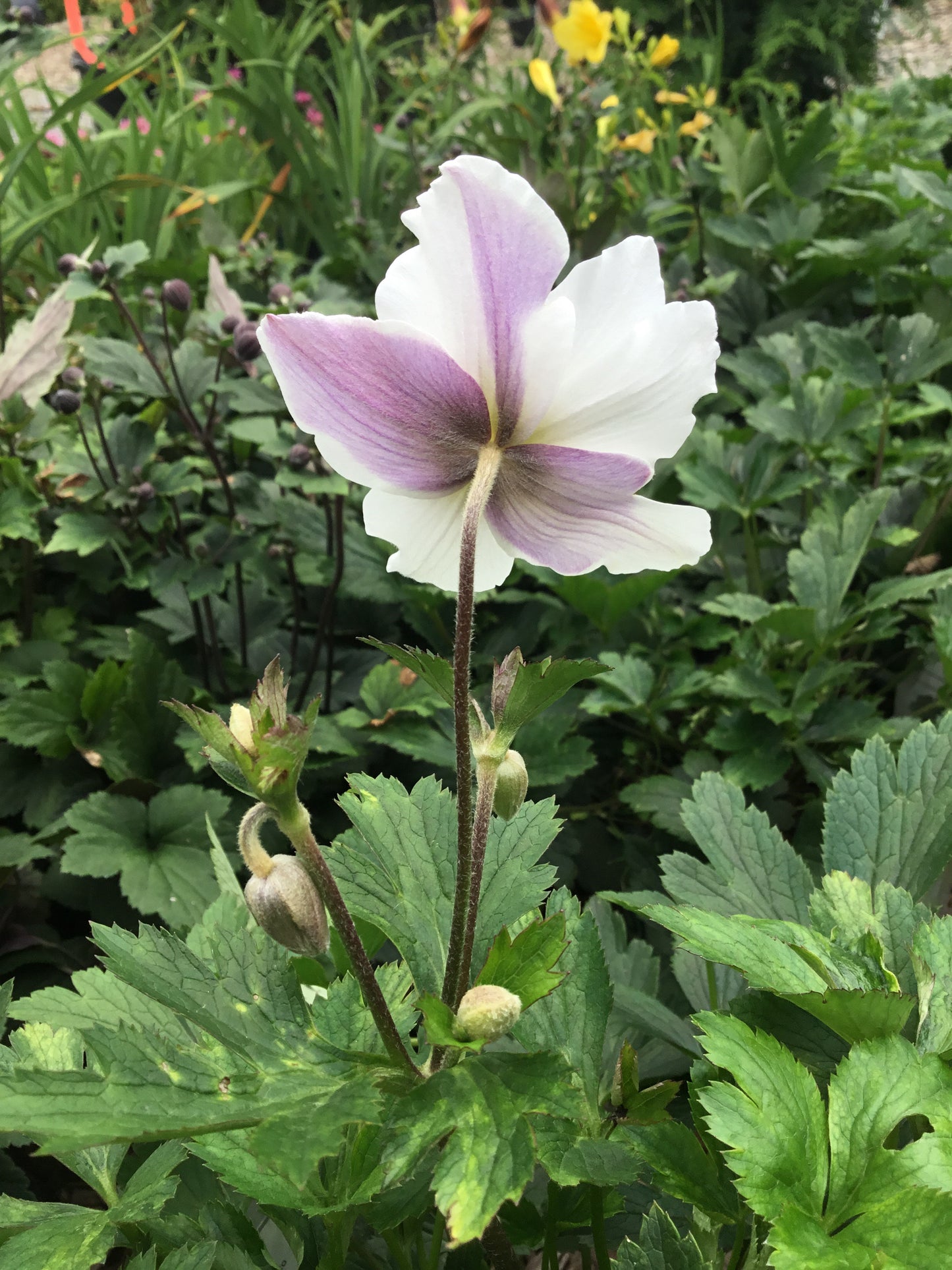 Anemone 'Wild Swan'