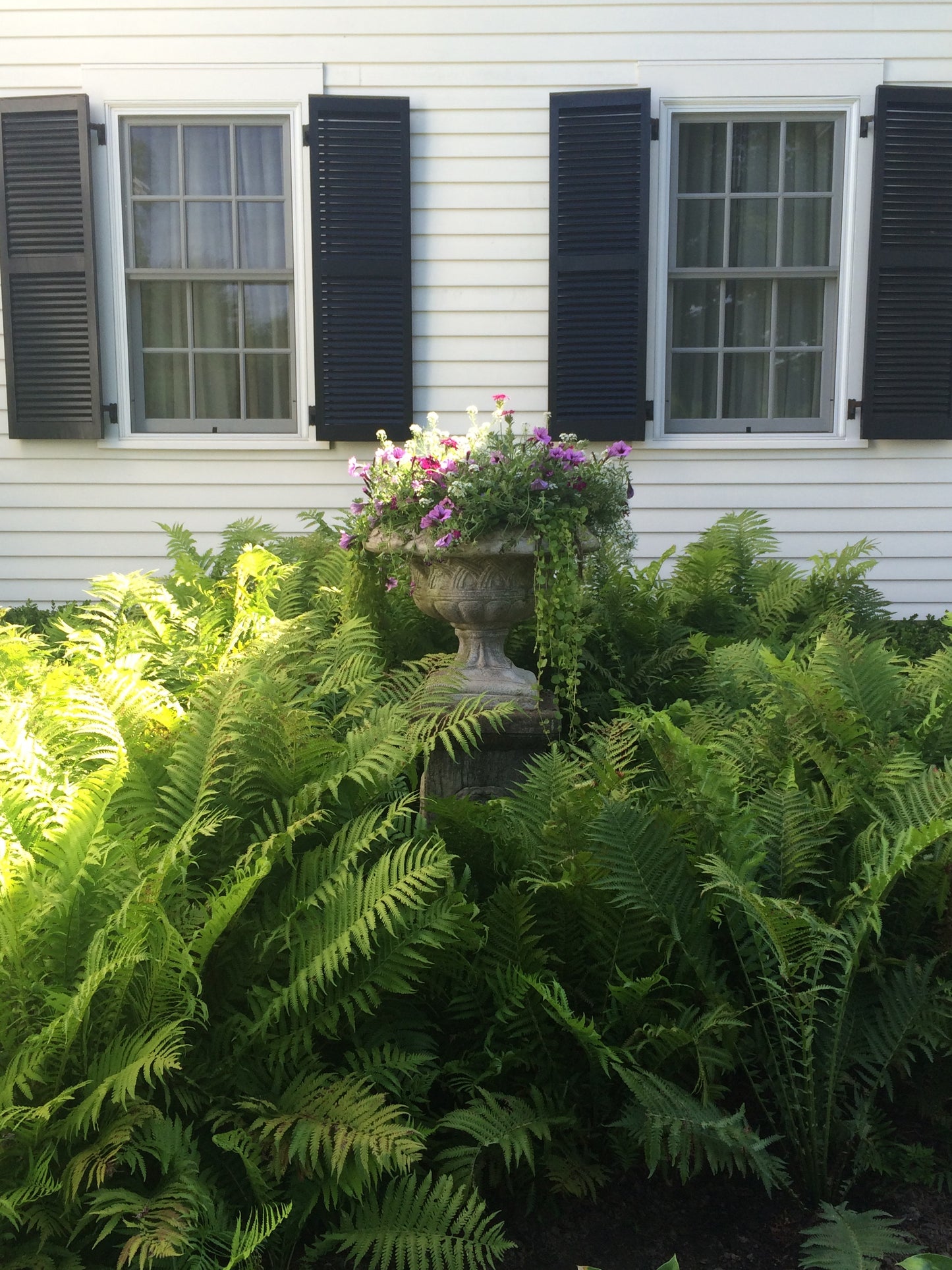 Matteuccia struthiopteris - Ostrich fern