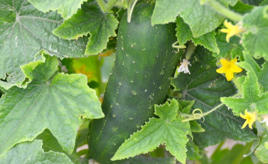 Cucumber 'Chicago Pickling'