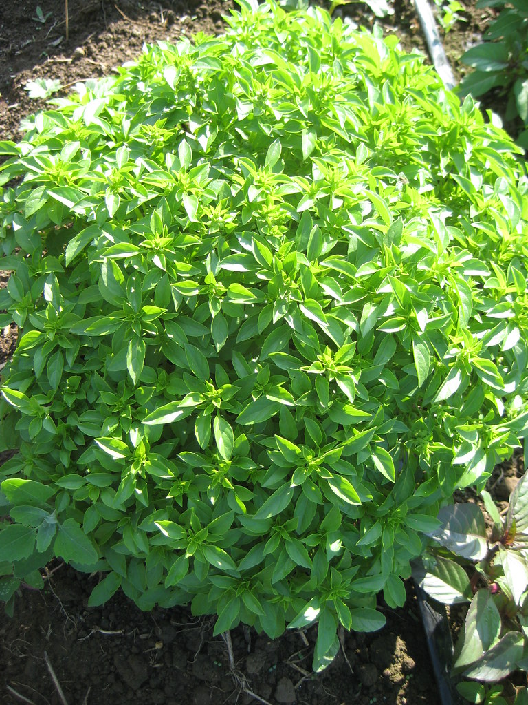 Basil 'Spicy Globe'