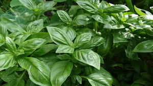 Basil 'Sweet'