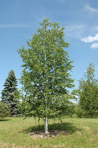 Betula papyrifera 'Varen'
