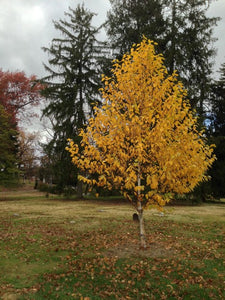 Betula papyrifera 'Oenci'