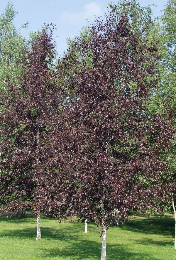 Betula platyphylla 'Royal Frost®'