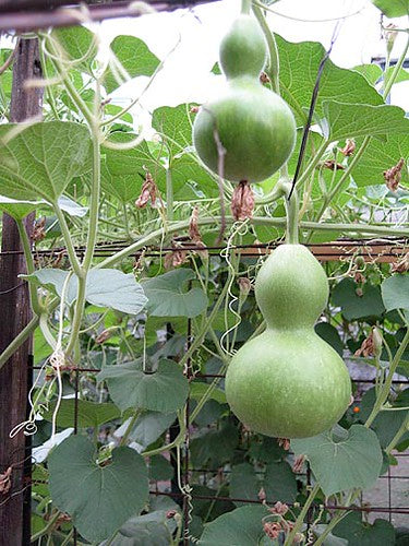 Gourd 'Birdhouse'