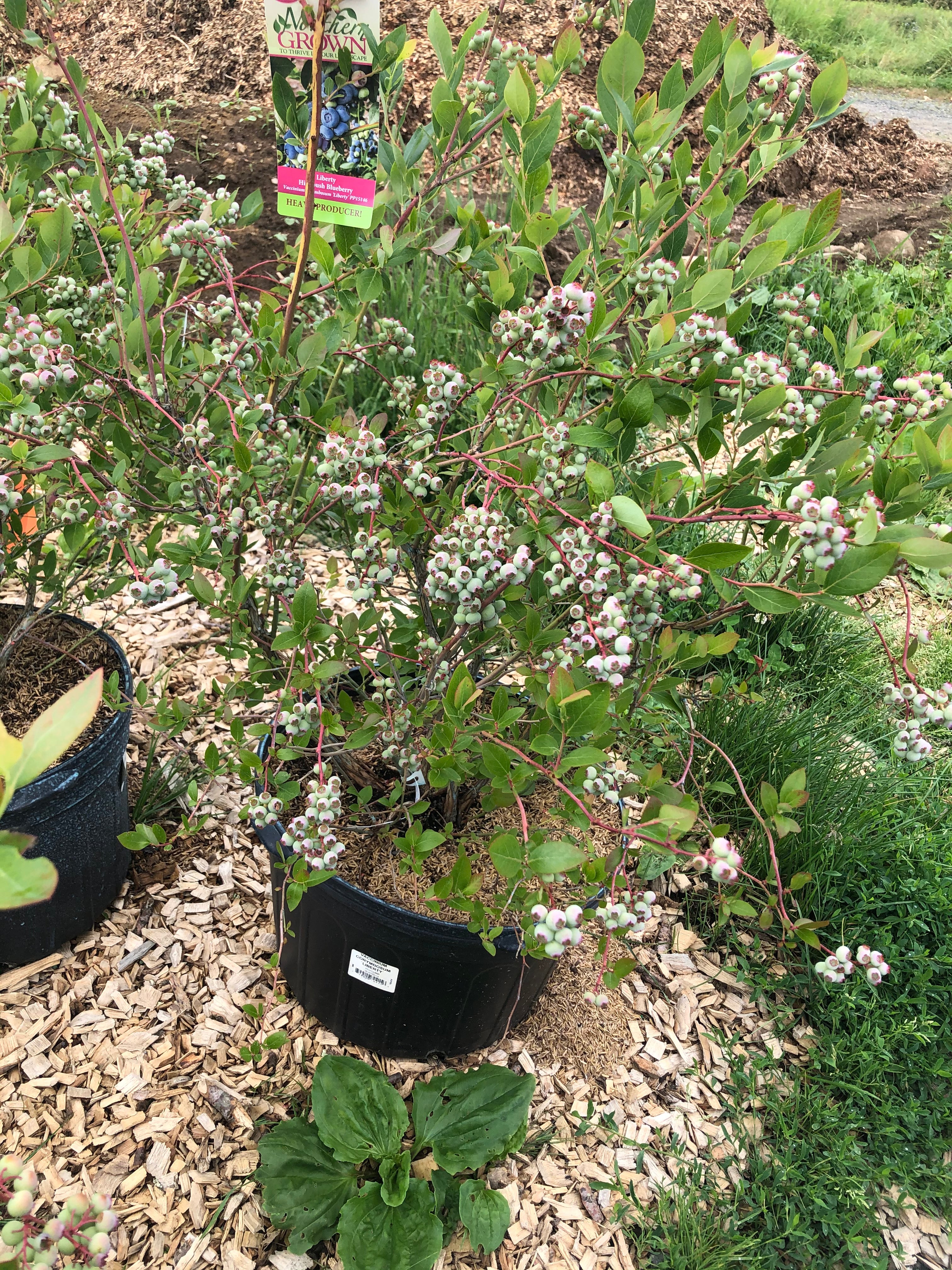 Blueberry 'Liberty'