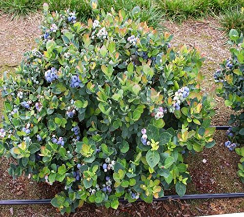 Blueberry 'Top Hat'