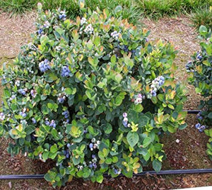 Blueberry 'Top Hat'