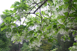 Chionanthus virginicus
