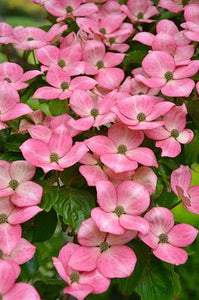 Cornus kousa 'Schmred' Dogwood