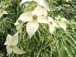 Cornus kousa 'Dogwood Samzam'